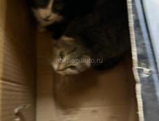 Продам кошек вислоухих шотландских котят очень красивые 