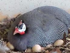 Крупные Цицарки от 1100 до 1600.