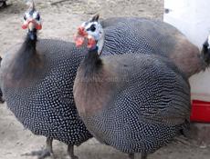 Крупные Цицарки от 1100 до 1600.