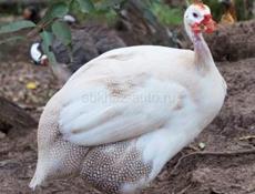 Крупные Цицарки от 1100 до 1600.