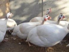 Крупные Цицарки от 1100 до 1600.