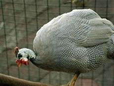 Крупные Цицарки от 1100 до 1600.