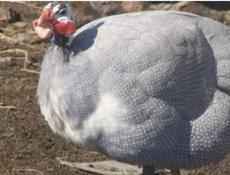 Крупные Цицарки от 1100 до 1600.