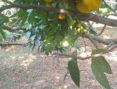 Приглашаем на сбор мандарин 