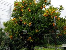 Мандариновый сад, Гулрыпшский район, самосбор, все вопросы по телефону  7779195