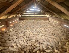 Продаю кукурузу 