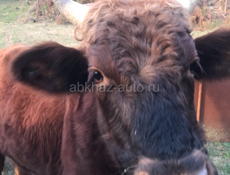 Продаётся бычок !!!