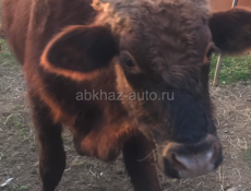 Продаётся бычок !!!