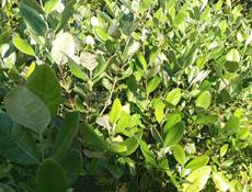 Продаю саженцы фейхоа 