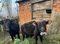Продается корова с телятами