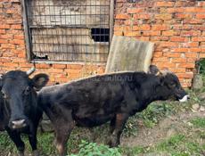 Продается корова с телятами