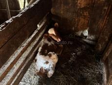 Продается корова с телятами