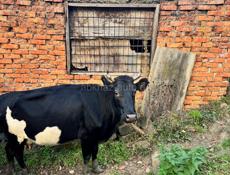 Продается корова с телятами