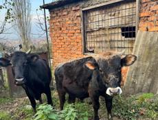 Продается корова с телятами
