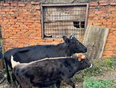 Продается корова с телятами