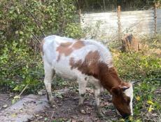 Продам коров