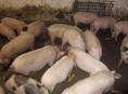 Продается поросята 