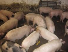 Продается поросята 