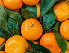 Ищу На переборку мандарин