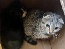 Продам шотландских кошек веслоухих очень красивые очень срочно чернея и серо-белая