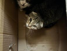 Продам шотландских кошек веслоухих очень красивые очень срочно чернея и серо-белая