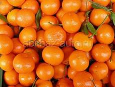 Собираем мандарины