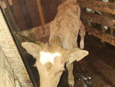 Телёнок девочка 