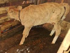 Телёнок девочка 