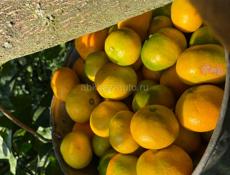 Собираем мандарин 