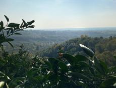 Собираем мандарин 