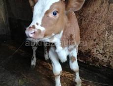 Куплю бычка 30дней 