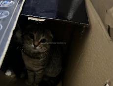 Продам шотландских кошек веслоухих очень красивые очень срочно чернея и серо-белая 3.500 одна 