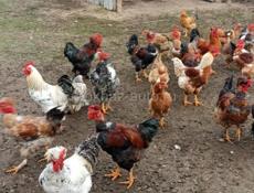 Продаются петухи 