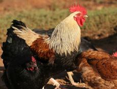 Продаются петухи 