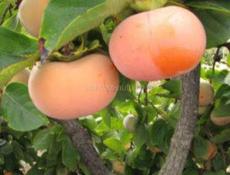 Куплю хурму плоскую