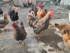 Яйцо домашнее