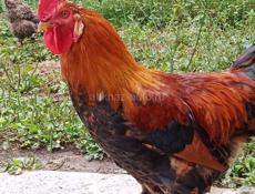 Яйцо домашнее