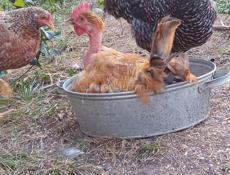 Яйцо домашнее