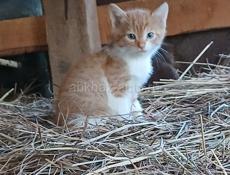 Отдам в добрые руки 