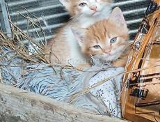 Отдам в добрые руки 