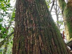 Каштан деловой лес