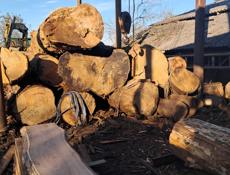 Каштан деловой лес