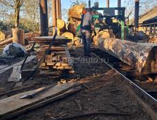 Каштан деловой лес