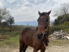 Чистокровная