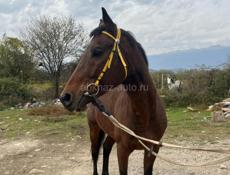 Чистокровная