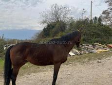 Чистокровная