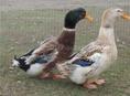Продаются утки 