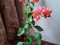 Цветущая бугенвиллия 