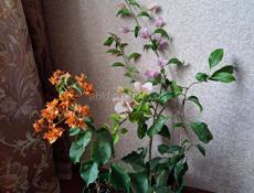 Цветущие бугенвиллии по 1000р