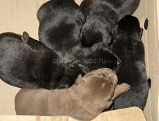 Отдаем в добрые руки щенят  Щенят выбросили с машины  Их подобрали  Они еще маленькие  Нужно до 1-2 выкармливать смесью  Обращаться по номеру телефона  +79409246554